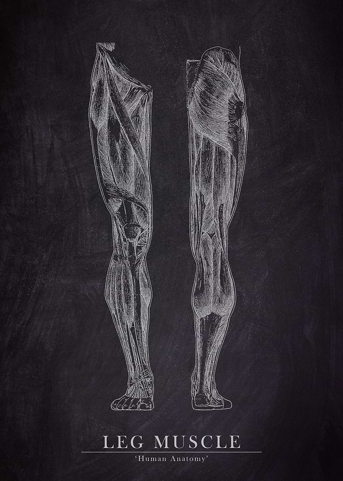 Leg Muscle Anatomy