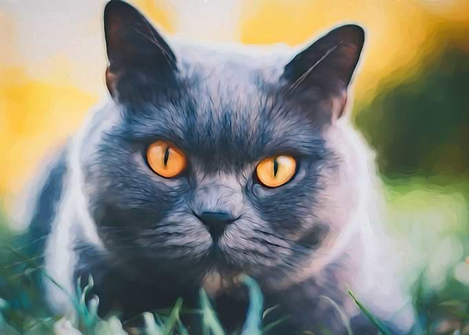British Blue