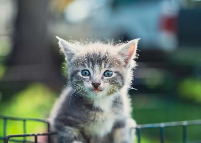 Cute kitty