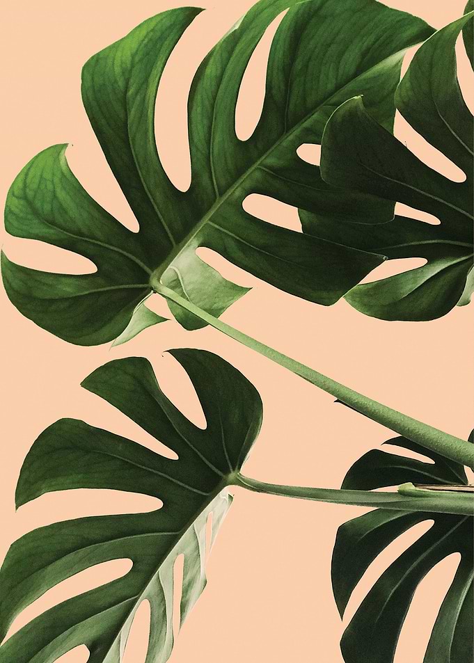 Monstera Plant