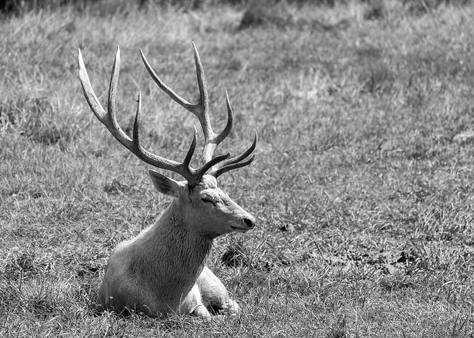 Portrait of Bactrian Deer