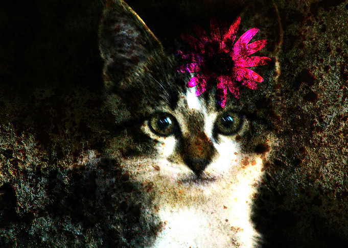 Kitten With Flower