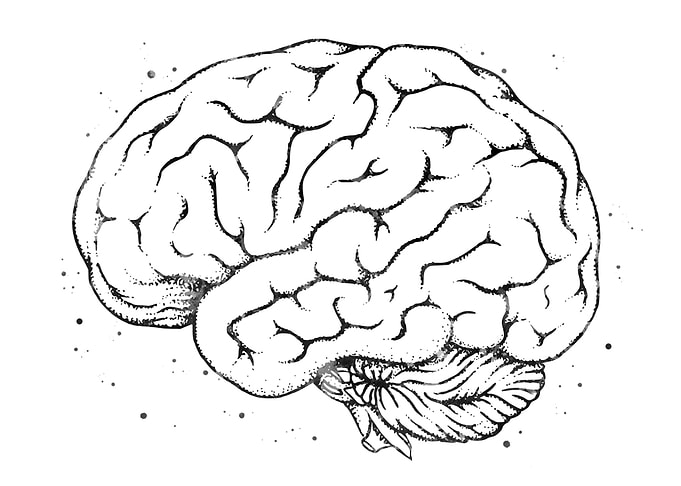 Brain Anatomy