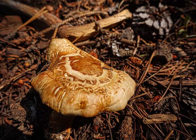 Mushroom