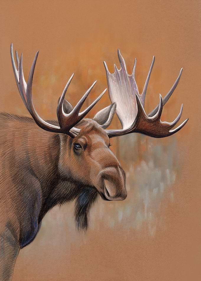 Wild Moose