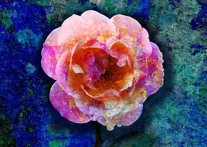 Textured Pink Rose Flower