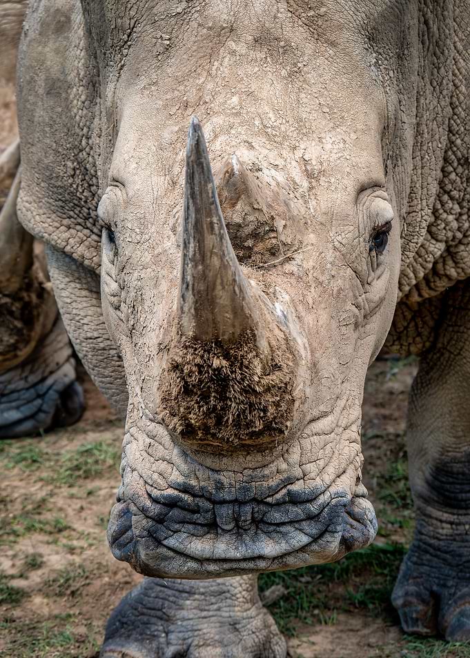 Portrait of a Rhino