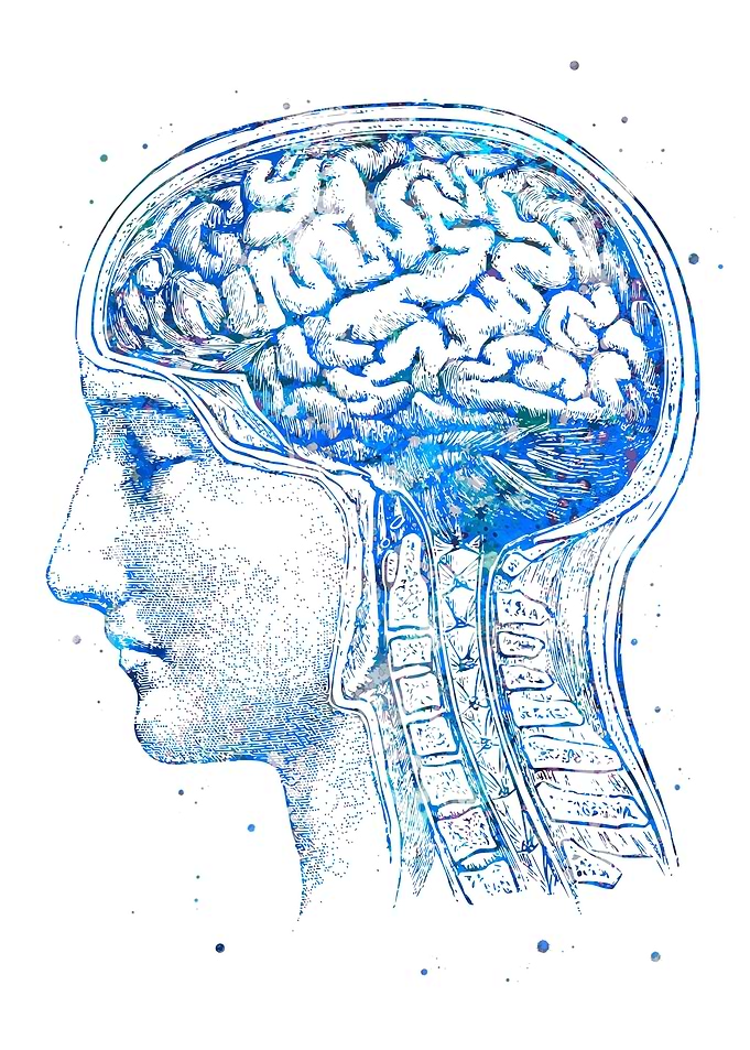 Brain Anatomy