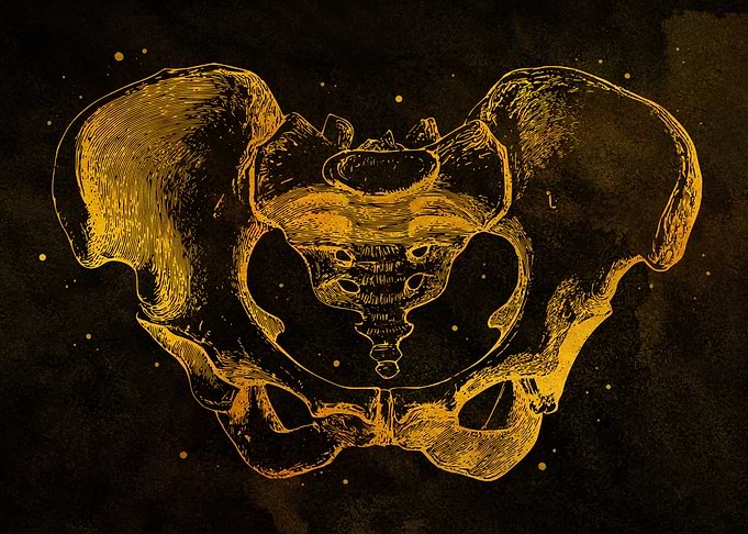 Pelvis Anatomy