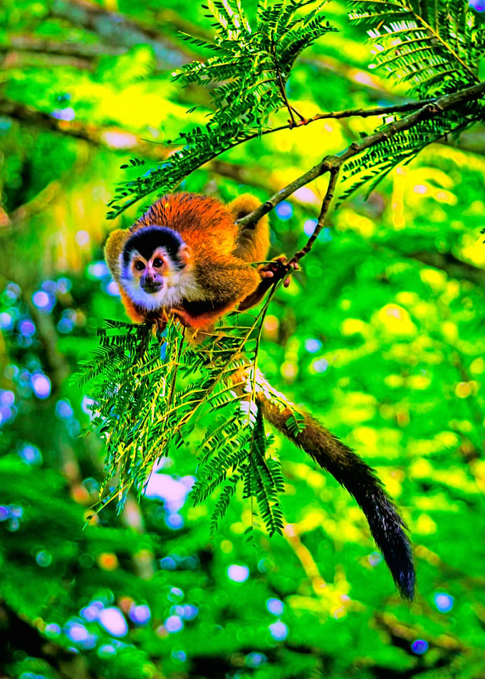 Ready Jump Squirrel