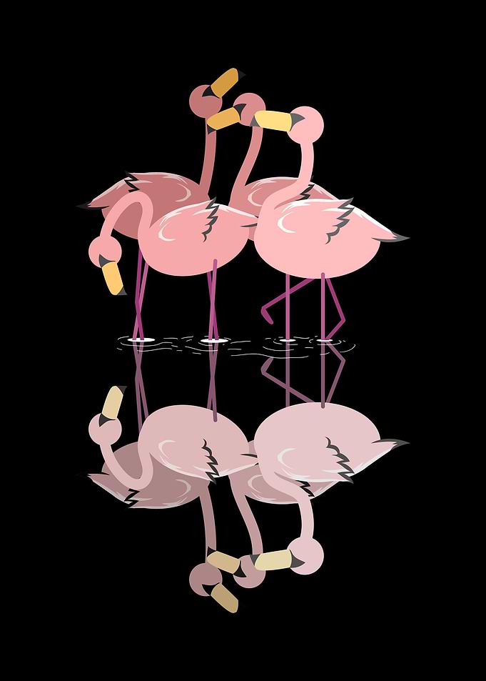 Flamingos Flamingo