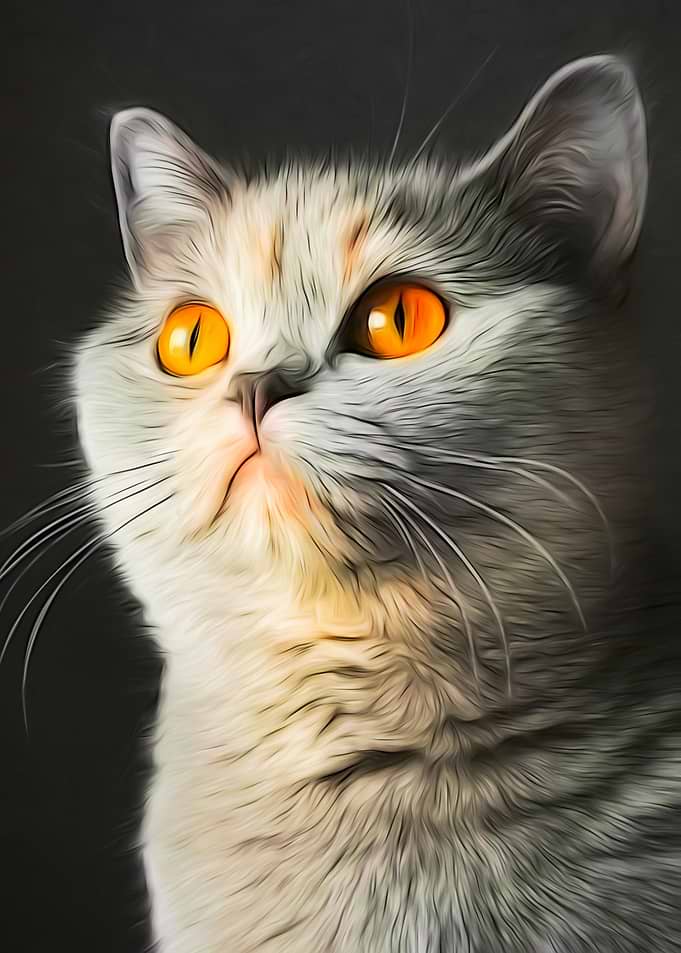 Silver Tipped Shorthair