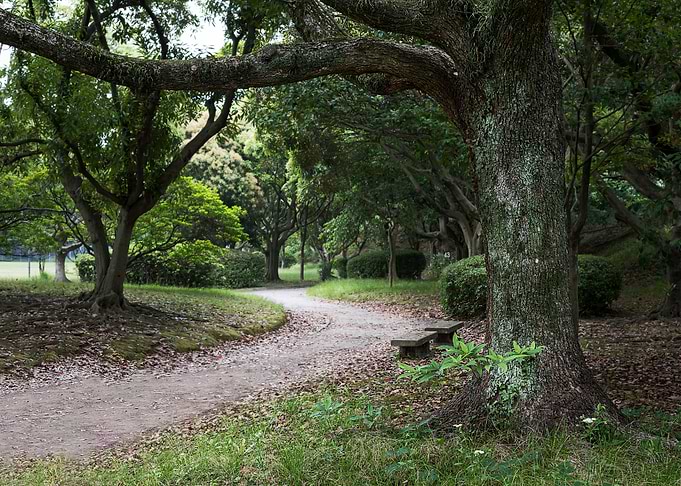 Spring in the Park