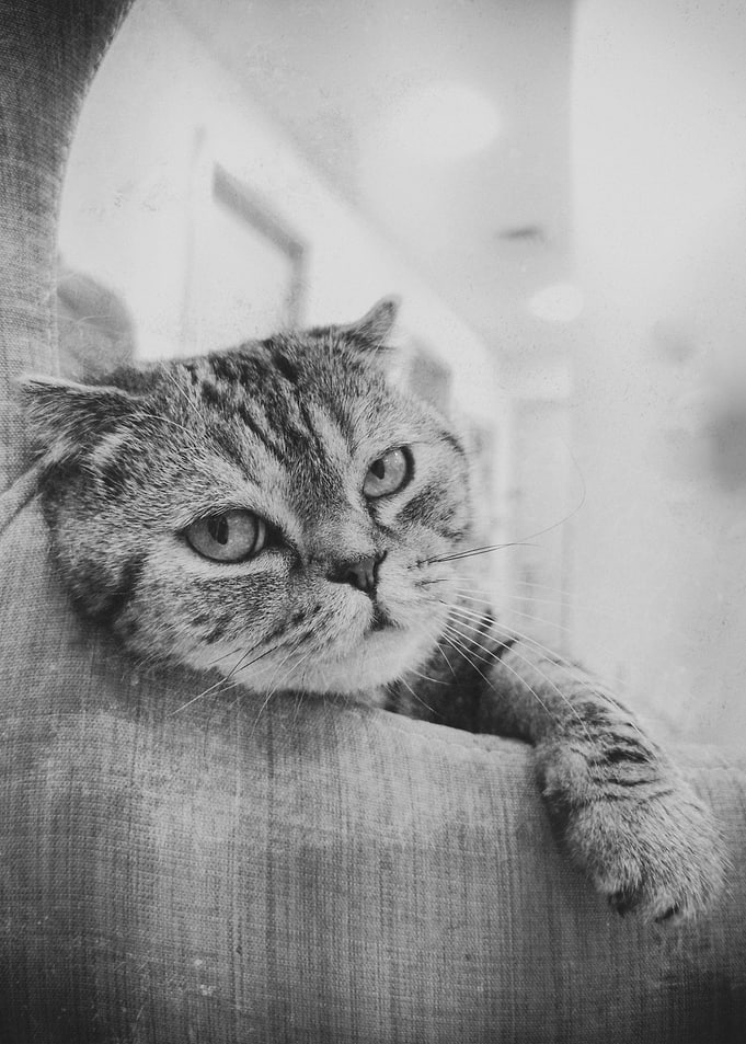 Scottish Fold