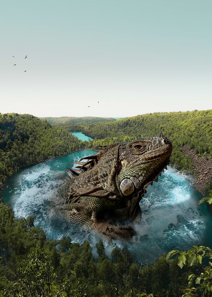 Iguana peacful life