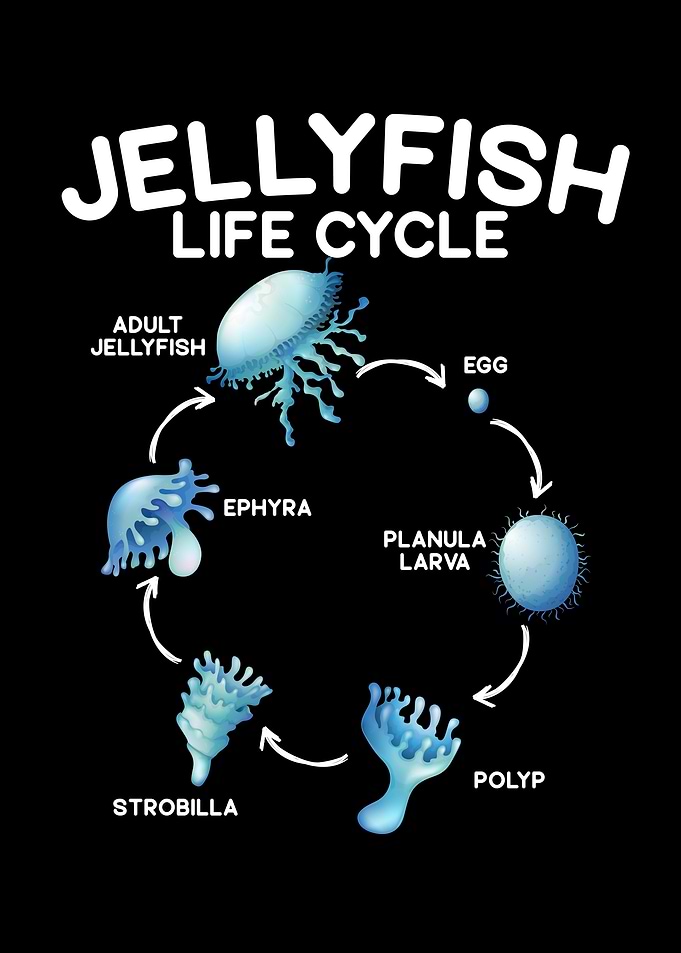 Jellyfish Life Cycle