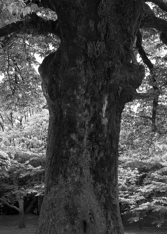 The majestic tree