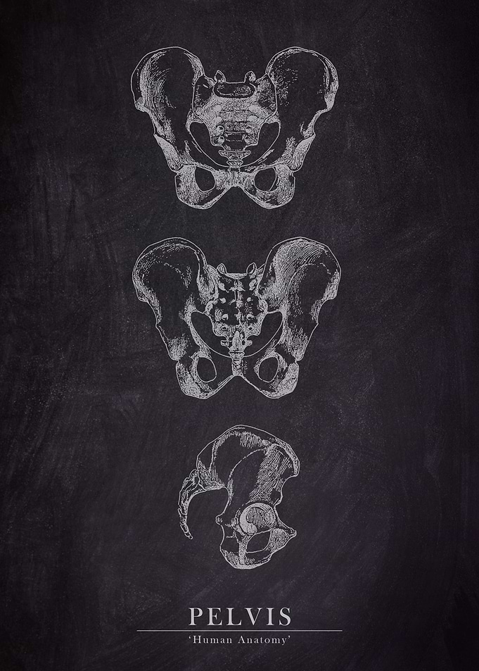 Human Pelvis