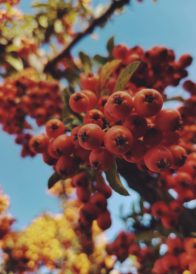 Hippophae