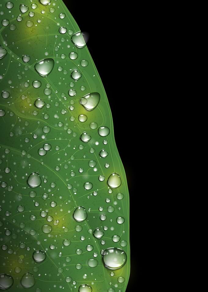 Rainy Day Leaf