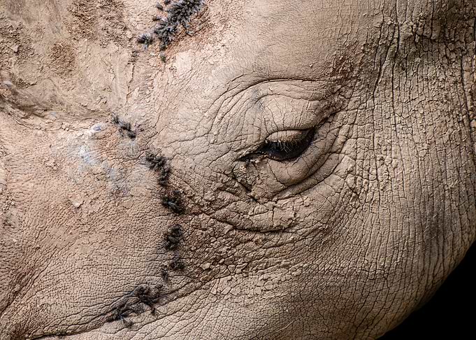 Portrait of a Rhino