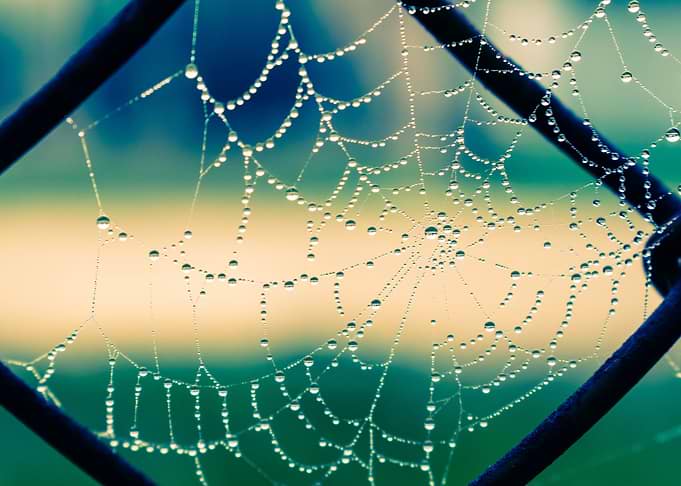 Water drops on spider web