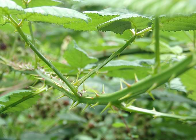 Blackbarry bush