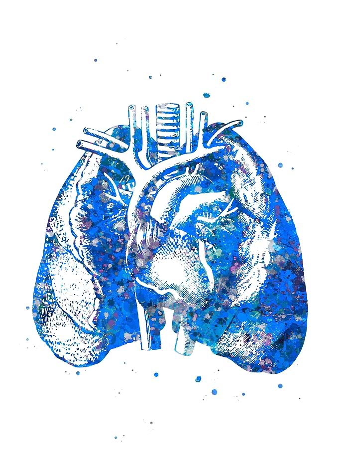 Lung and Heart Anatomy