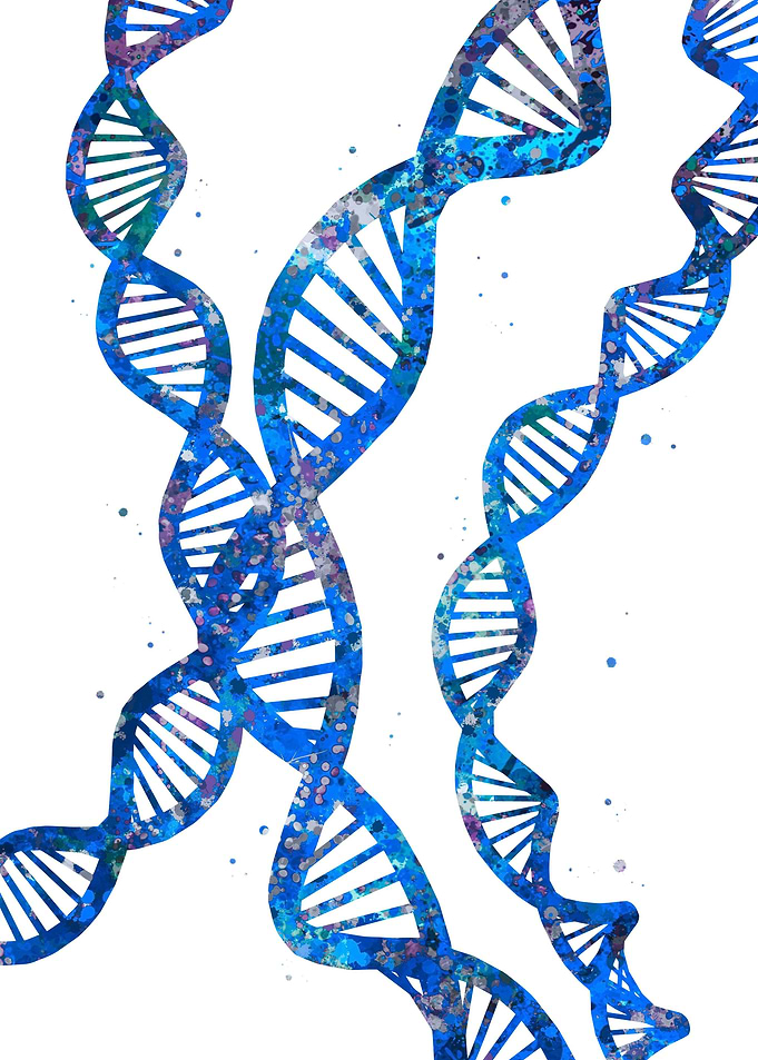 Human DNA