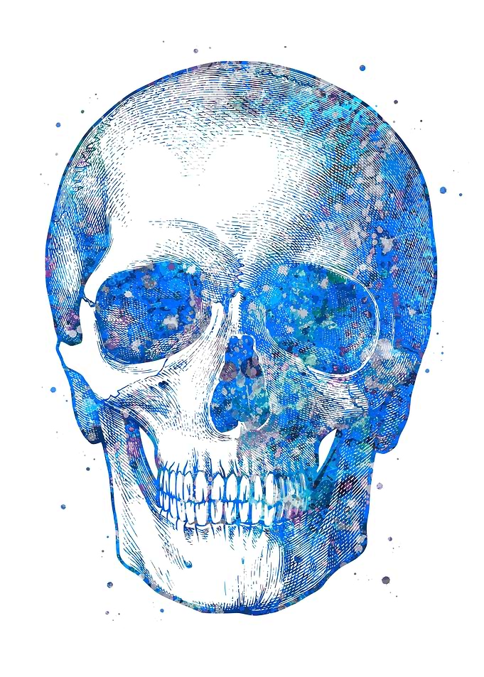 Skull Human Head