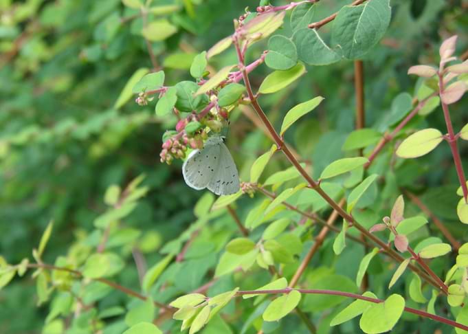 Butterfly in green