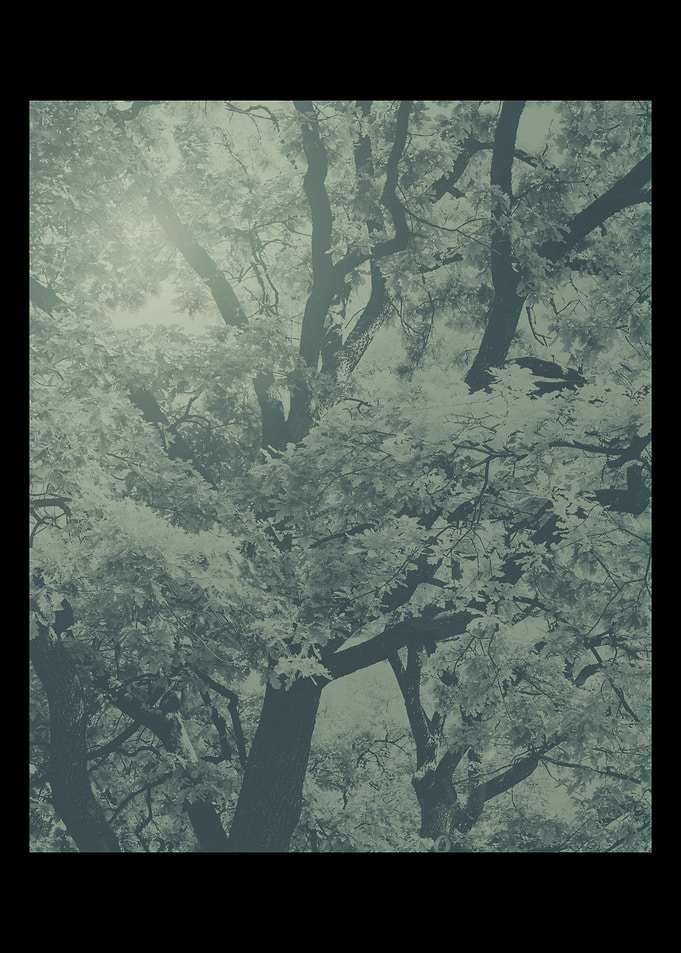 Mysterious forest