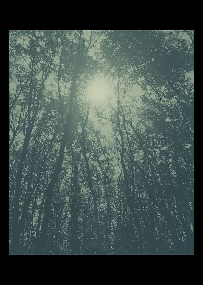 Mysterious forest