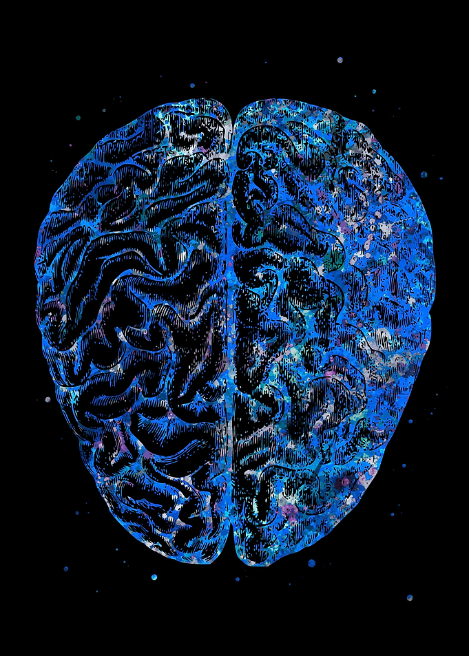 Brain Anatomy