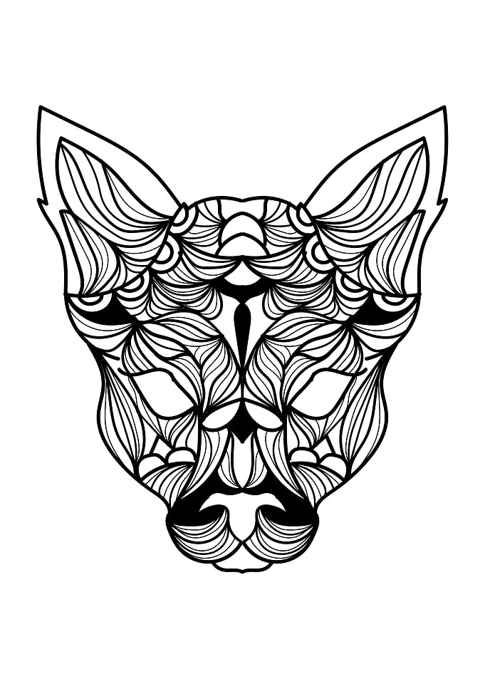 Sphynx Cat