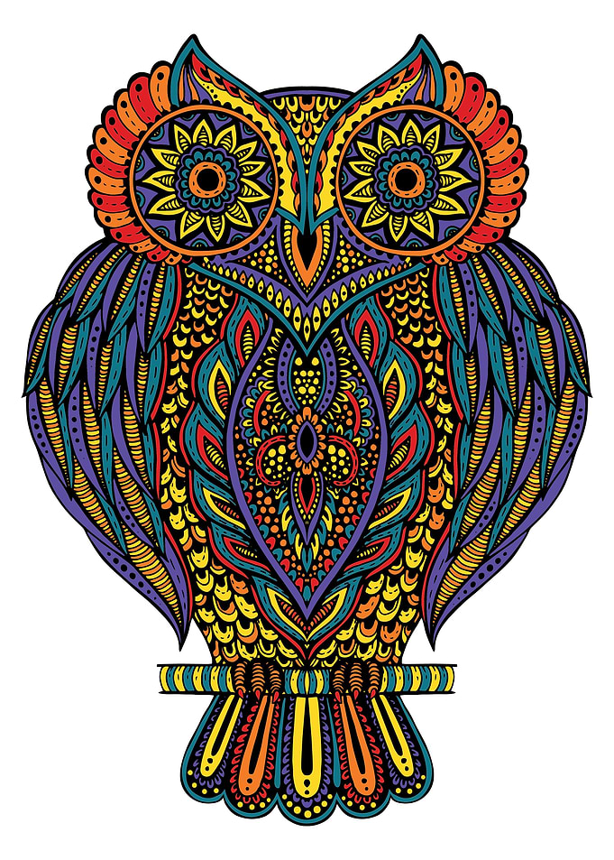 Owl Bird colorful