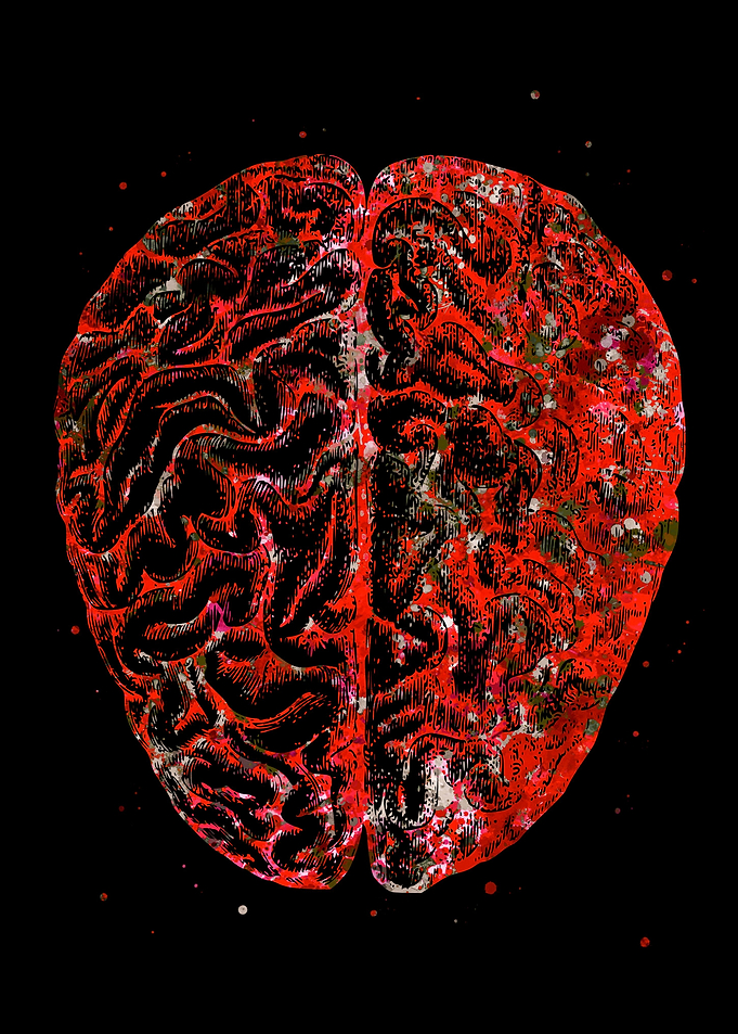 Brain Anatomy