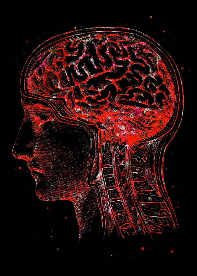 Brain Anatomy