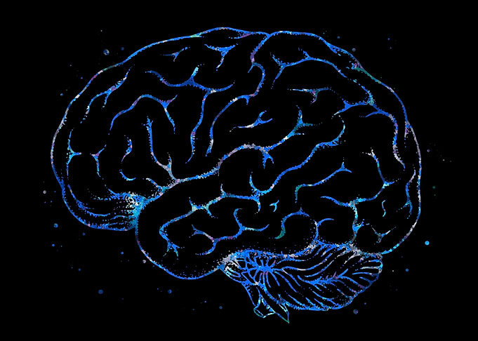 Brain Anatomy