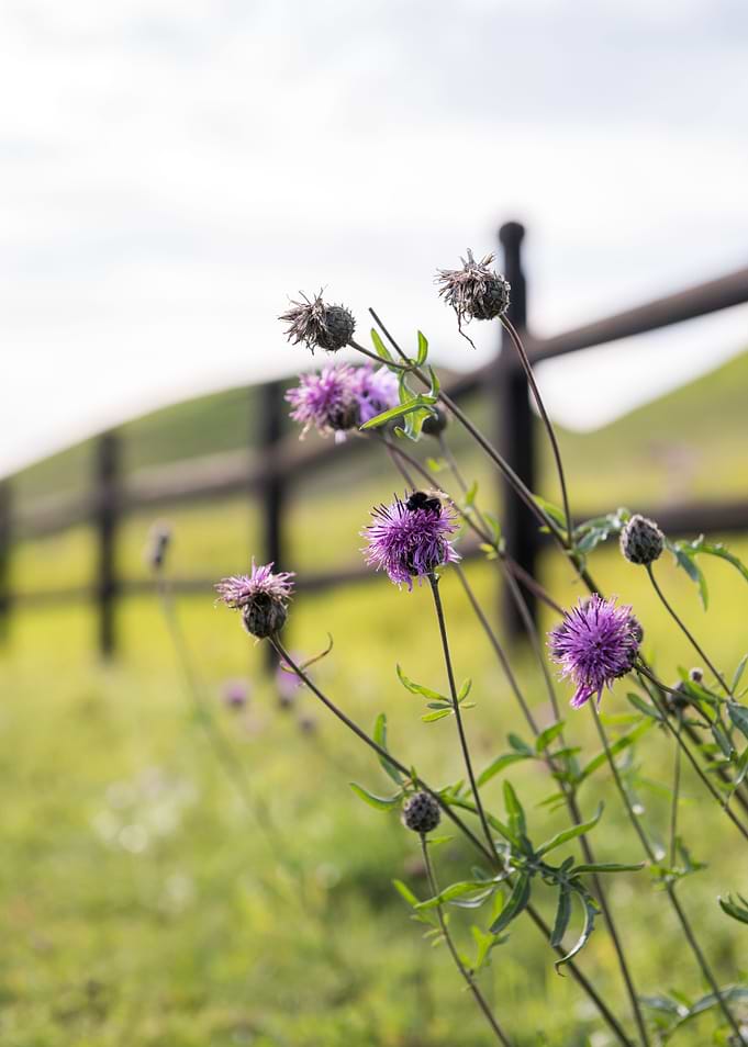 Bumblebee on Thistle