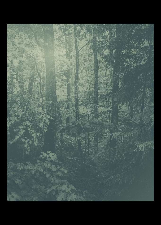 Mysterious forest