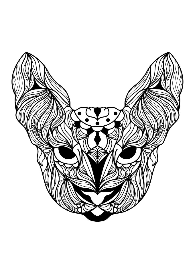 Sphynx Cat