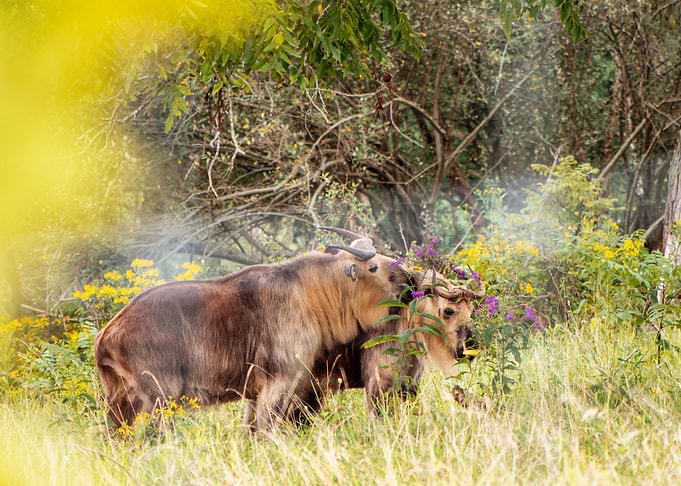 Portrait of a Takin