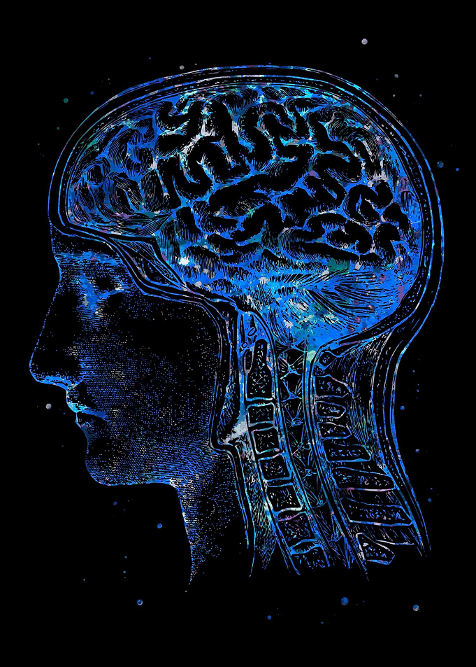 Brain Anatomy