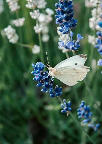 Butterfly in the Summer