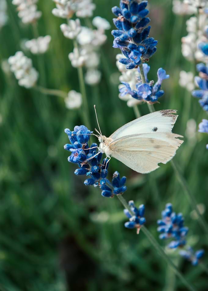 Butterfly in the Summer