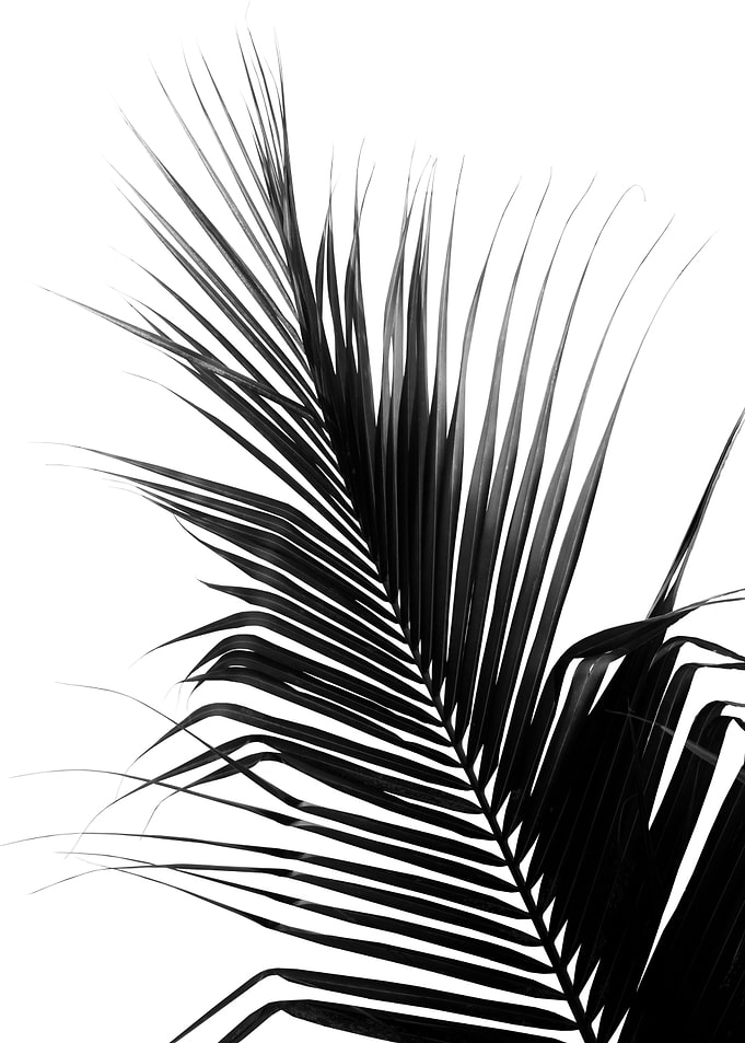 Palm Leaf BW Delight 1