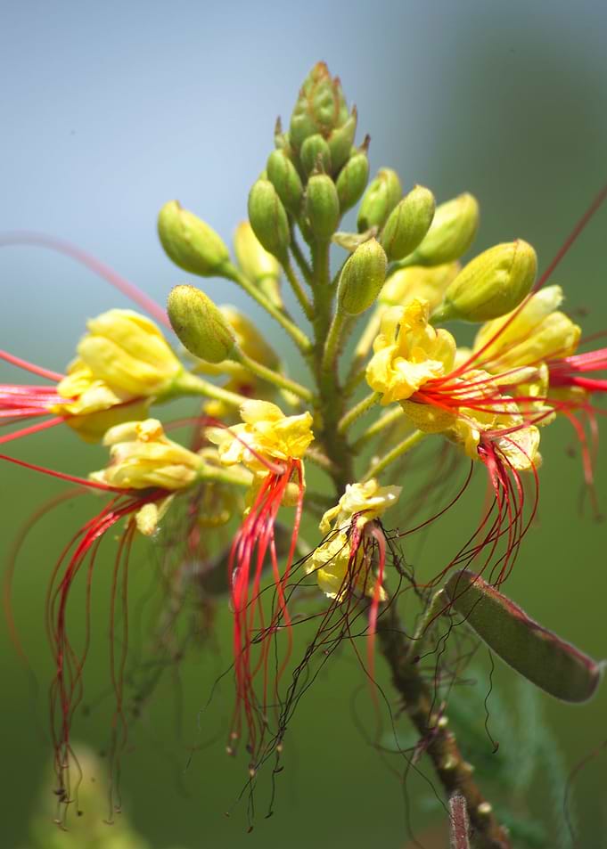 Yellow Bird of Paradise