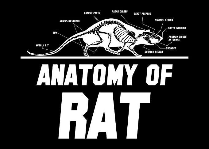Rat Rodent Rats