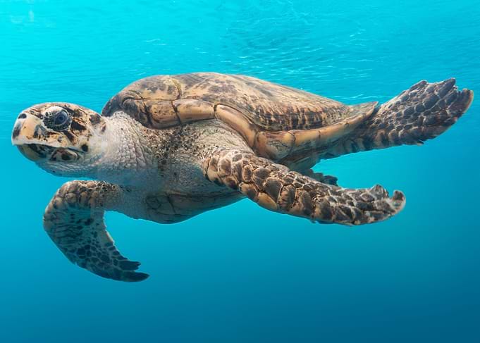 Turtle Glide